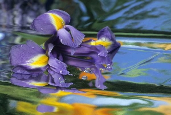 Pennsylvania Iris on mylar reflective surface